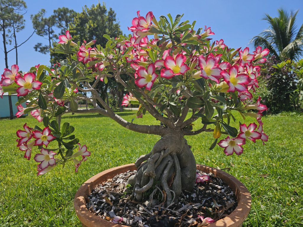 Desert Rose (Marcia) September