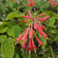 Honeysuckle