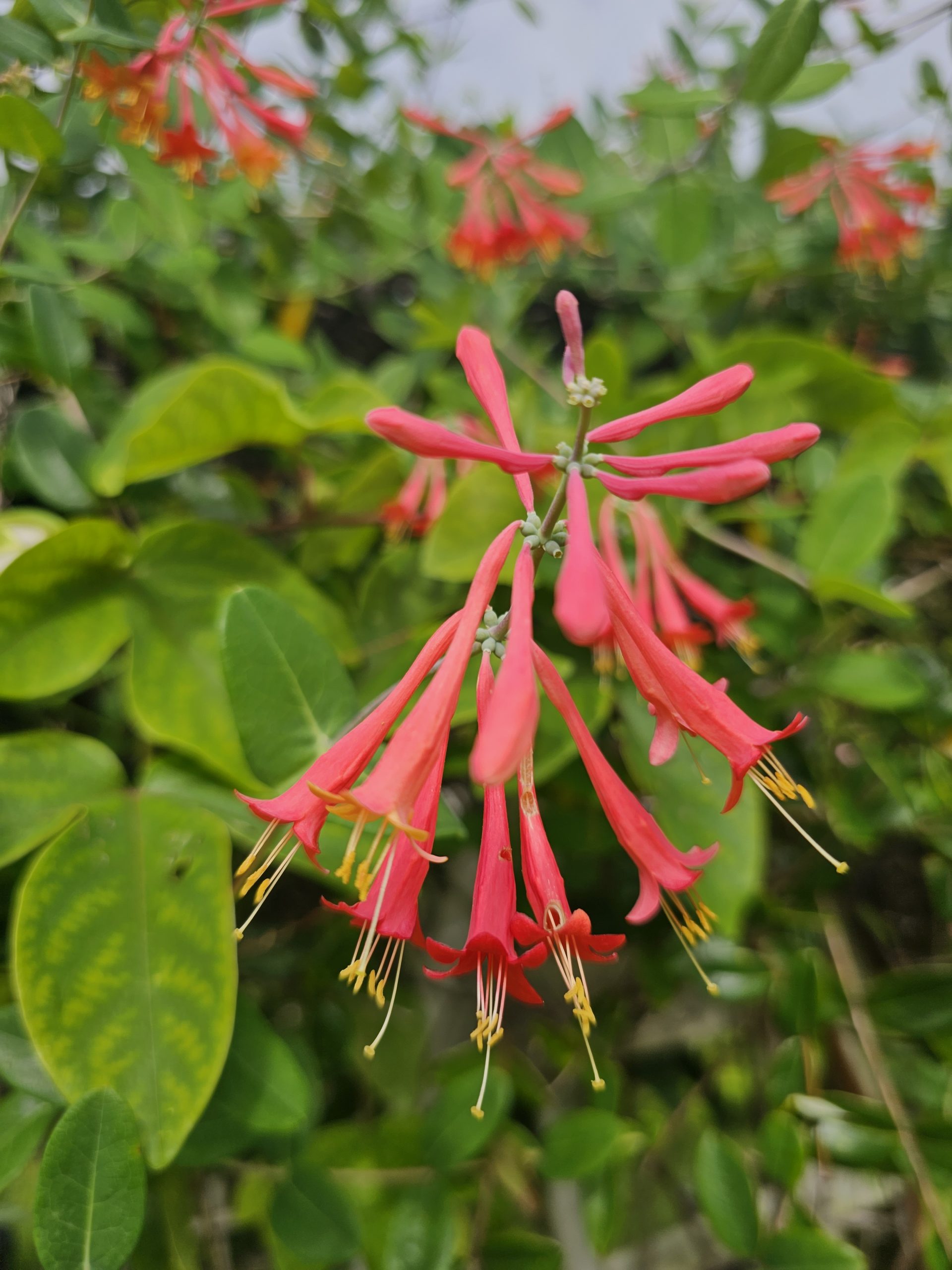 Honeysuckle