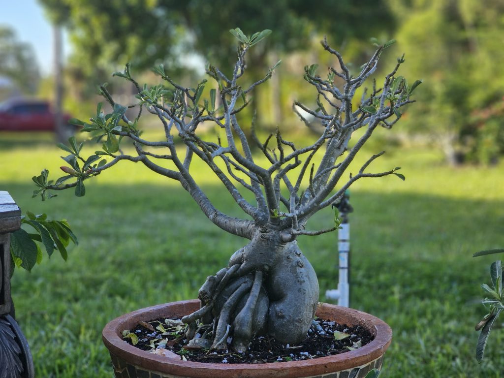 Desert Rose (Marcia) November