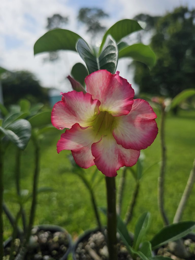 Desert Rose