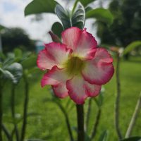 Desert Rose