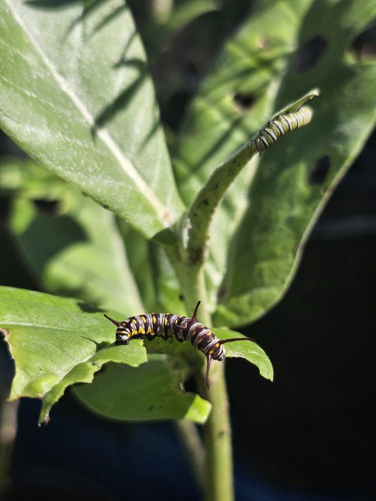 Giant Milkweed