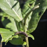 Giant Milkweed