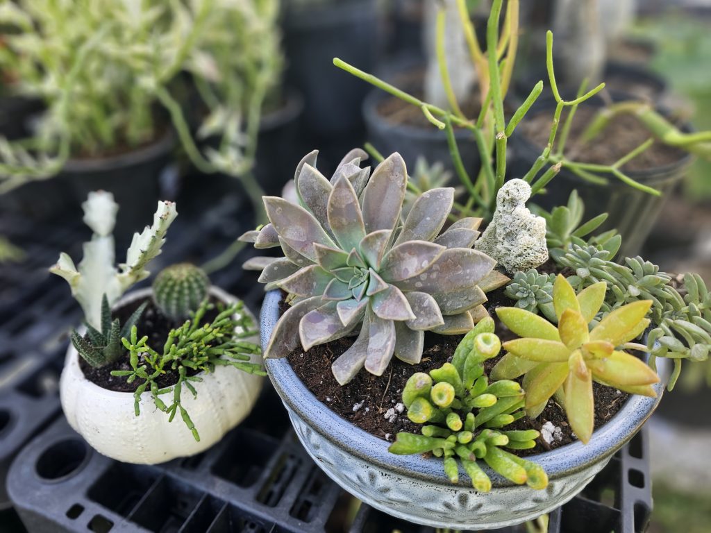 Succulents